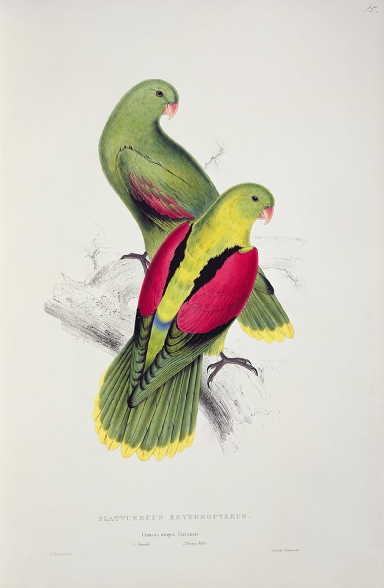 POSTERIIk Famous Print Pop Art Wall Art Graffiti Crimson Winged Parakeet by Edward Leaars Art Prints for Home Decor 60x90cm