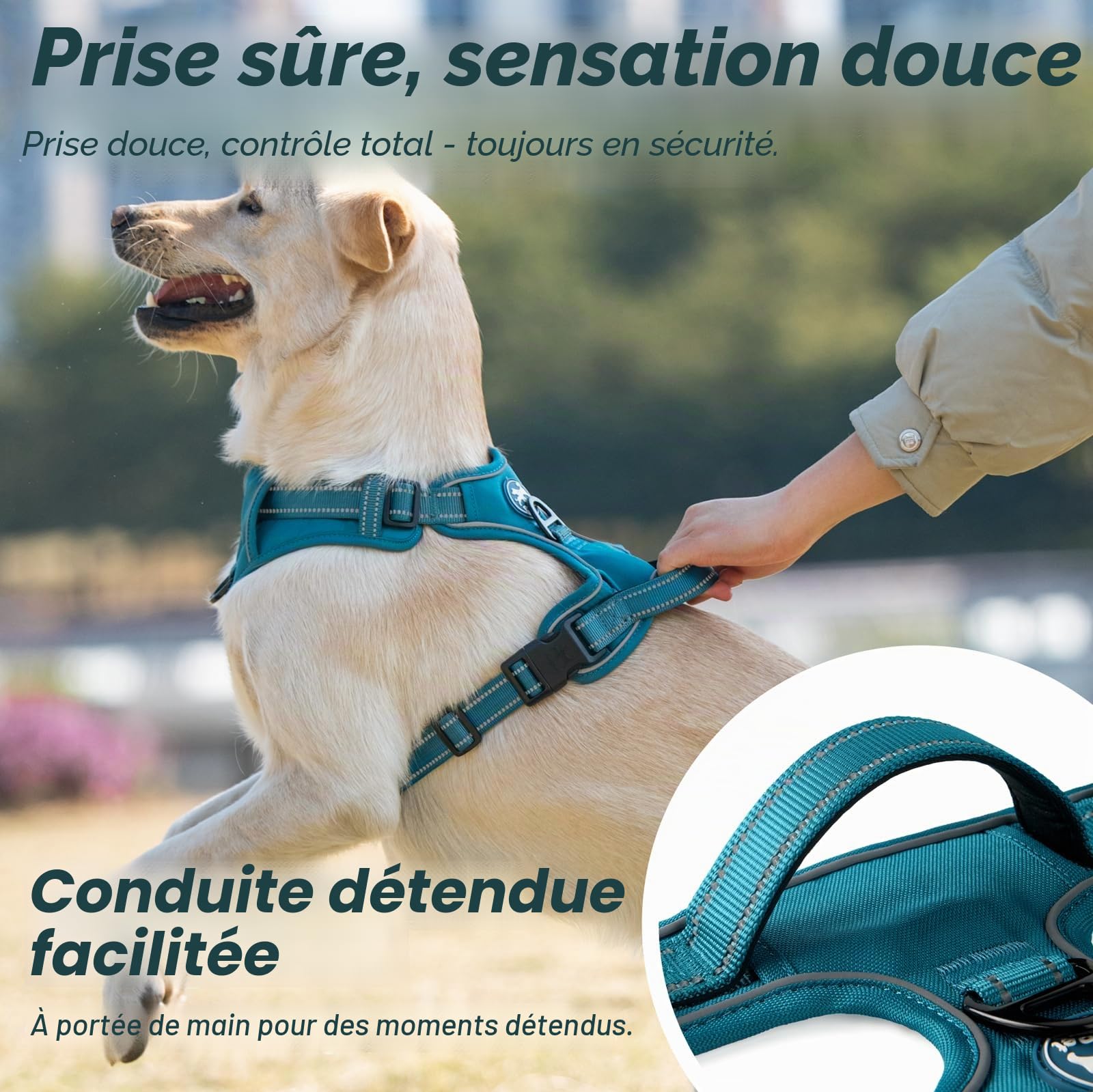 Poypet Harnais pour Chien sans Pull - RéFléChissant - Gilet pour Chien - RéGlable Et Doux - avec PoignéE Easy Control - pour Petits Et Grands Chiens (Bleu Sarcelle,Size, S)