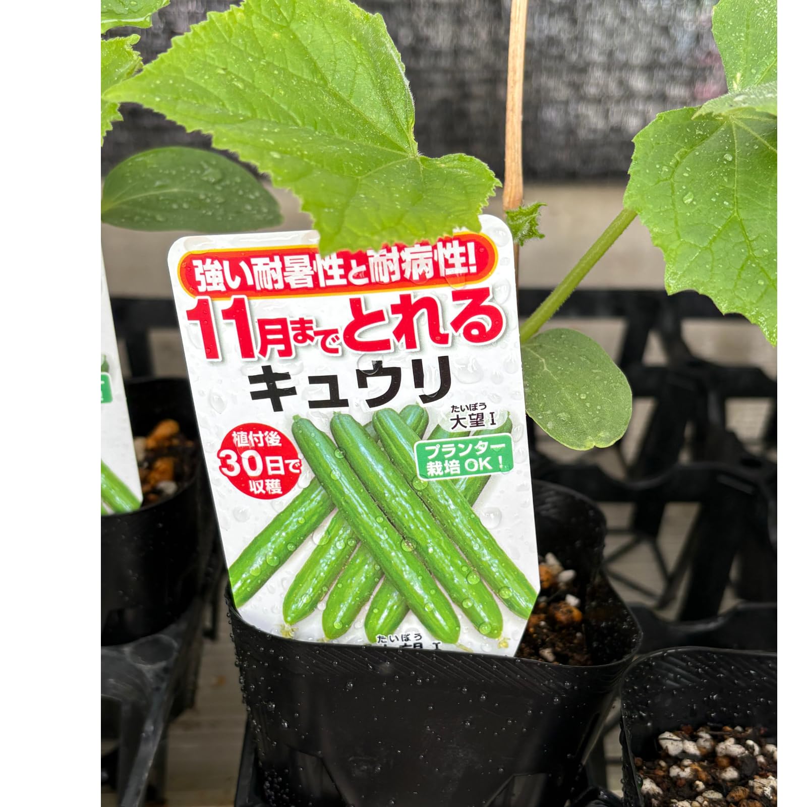 Amazon | 【初めての栽培セット】きゅうり 苗2株＋プランター＋土＋鉢
