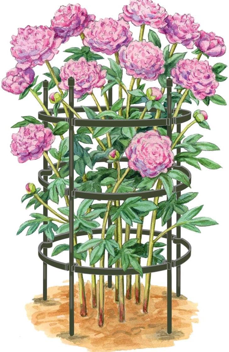 Gardener's Supply Company Titan Peony Plant Support Stakes | Made with Durable Metal Core and Polyethylene Frame for Upright Flower Protection- Set of 2
