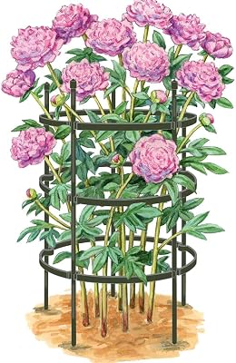 Gardener's Supply Company Titan Peony Plant Support Stakes | Made with Durable Metal Core and Polyethylene Frame for Upright Flower Protection- Set of 2