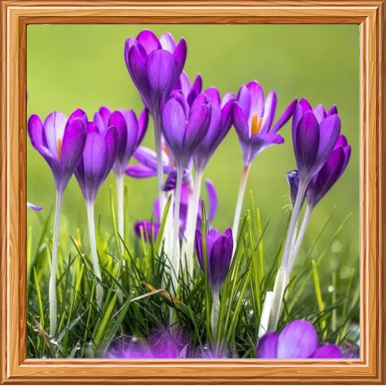 Saffron Crocus Bulbs Lovely Flower Bulbs Bulk Perennial