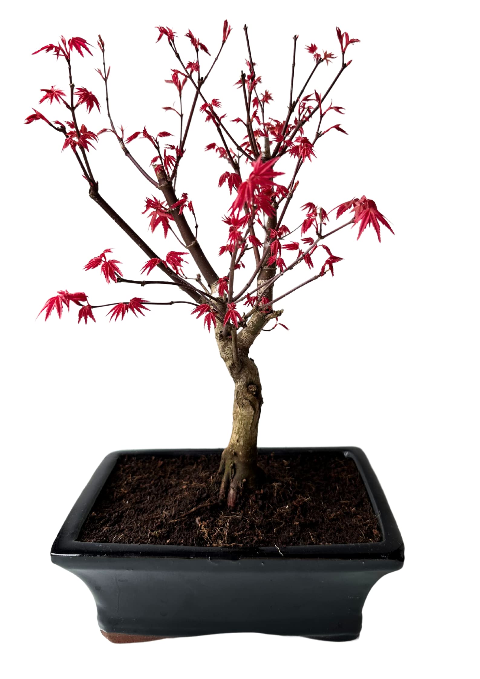 Bonsai DE - Bonsai baum Japanischer Fächerahorn - Acer (Ahorn) Deshojo bonsai bäume/Japanische Ahorne/mit roten Blättern/baum ist 30-45 cm hoch
