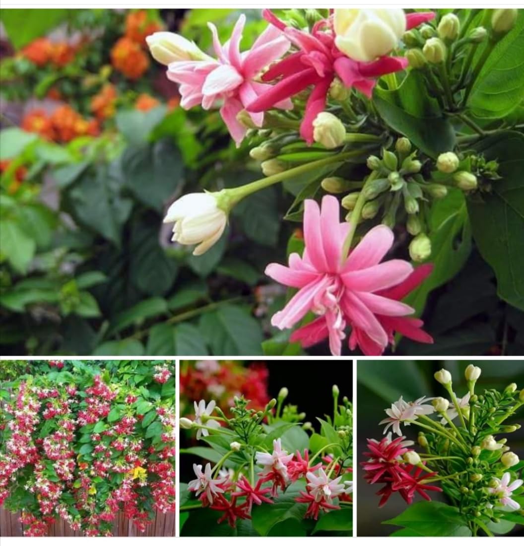 AGRO ALIVE Madhumalti Creeper New Double Petals Rangoon Creeper madhurilata Combretum Indicum Live Plant Flowers Creeper With Fragrance (B0CDYC3KDS) Amazon Price History, Amazon Price Tracker