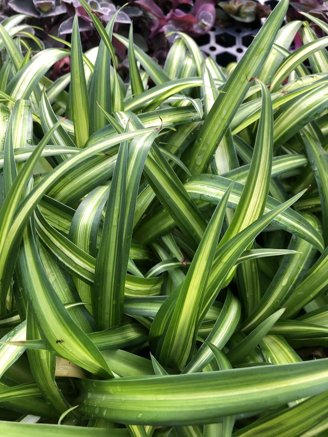 Hawaiian Spider Plant - 4 Pack Live Starter Plants - for Home & Office Decor - Air Purifying Rare Houseplants with White & Green Striped Foliage - Easy to Grow Indoor & Garden Plant