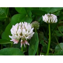 White Dutch Clover 30,000 Seeds 1 oz Bulk USA Harvested pollinator bee Butterfly