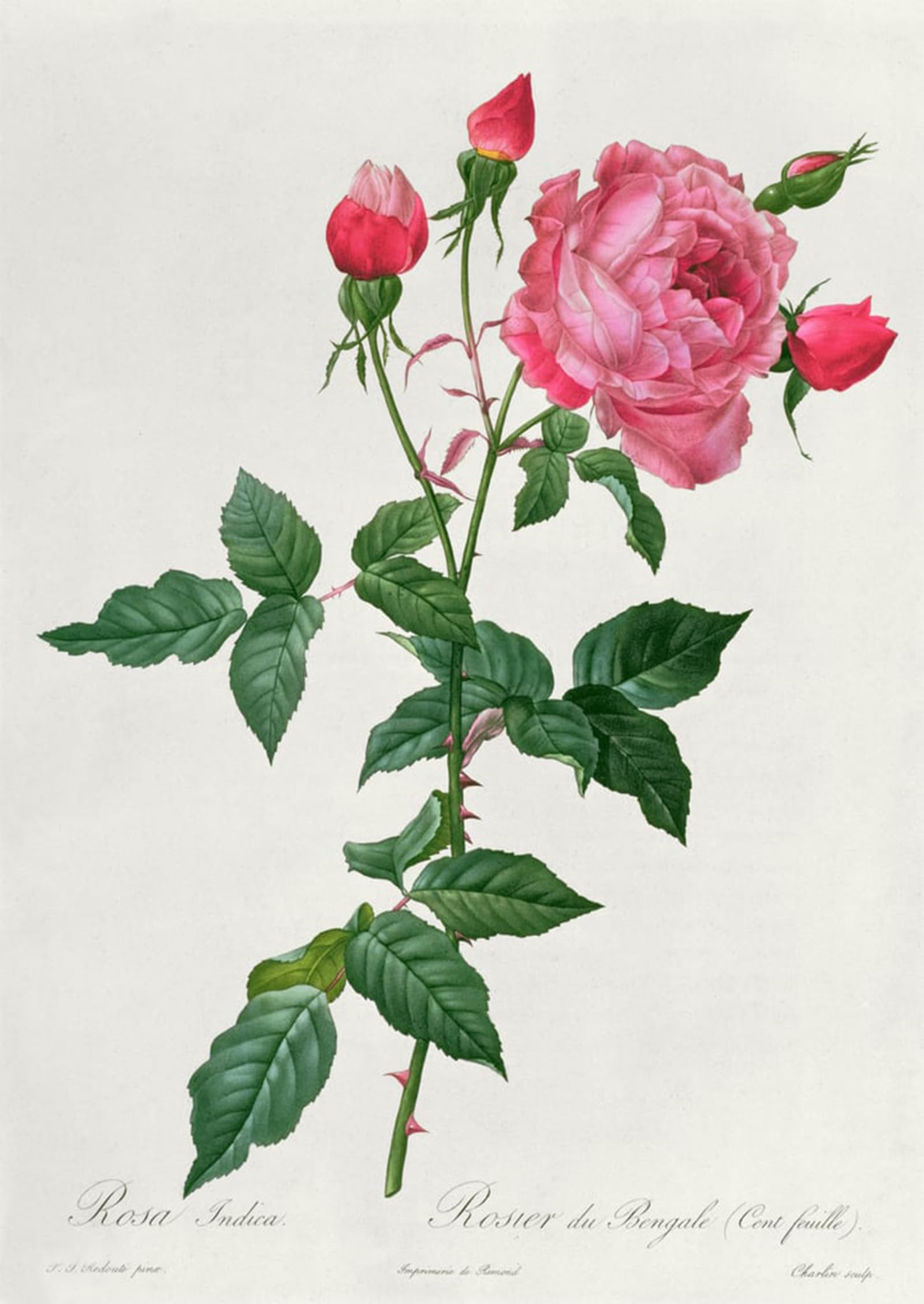 Pintura al óleo Rosa Indica de Redouté de 60x90cm para llenar de vida las paredes del hogar 5