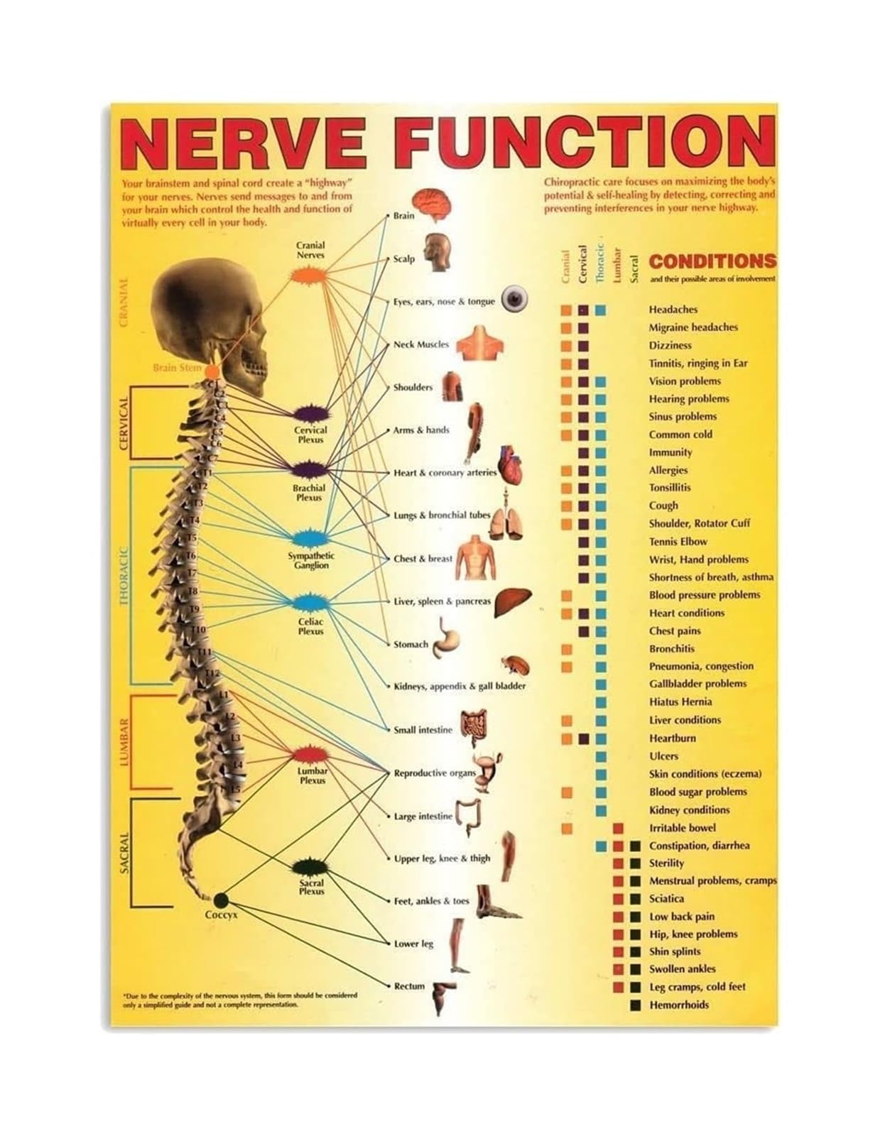 Tableau de chiropraxie pour expliquer la subluxation nerveuse aux patients