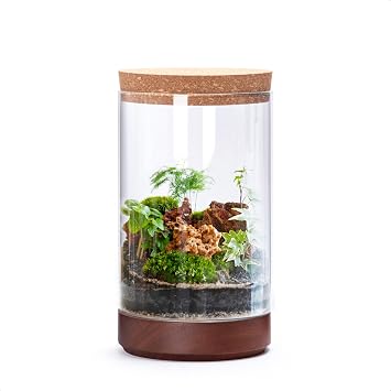 Clear Glass Houseplant Terrarium Planter, 6" W x 10" H, Cylindrical Terrarium with Wooden Base & Cork Lid | Versatile Tabletop Decoration for Home or Office or Hydroponics Plant Not Included, 41-A-M