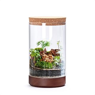 Clear Glass Houseplant Terrarium Planter, 6
