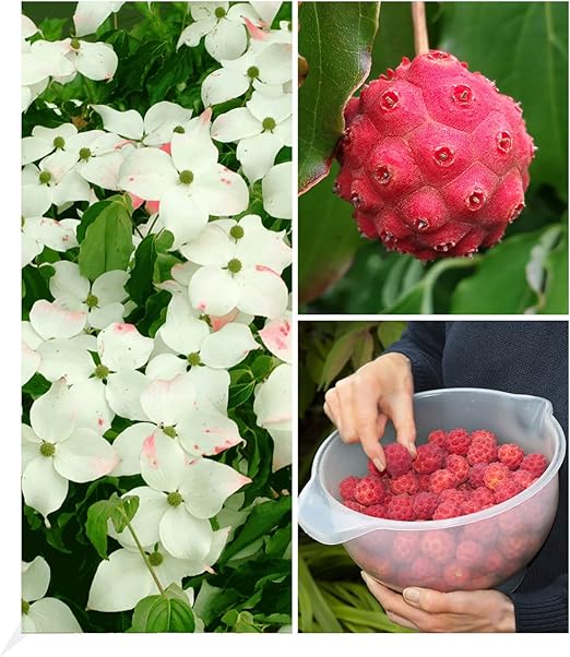 BALDUR Garten Japanischer BlütenHartriegel, 1 Pflanze, reife Früchte