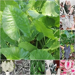 alocasia heckenpflanzen exotische pflanztopf gewächshaus pflanzensamen anzuchttöpfe schattenpflanzen winterhart balkonpflanzen zimmerpflanzen 120samen