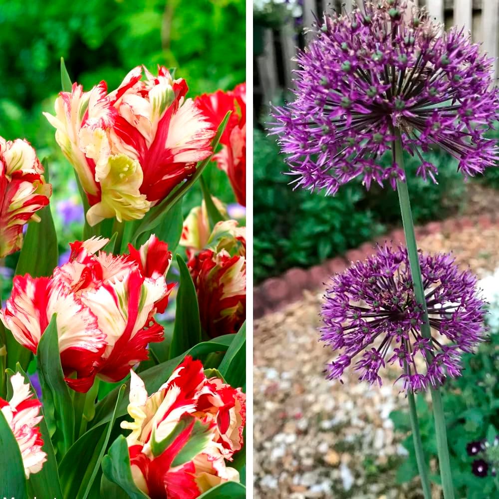 16 x Best Friends Flower Bulbs Pack - Tulipa Estella Rijnveld & Allium ...