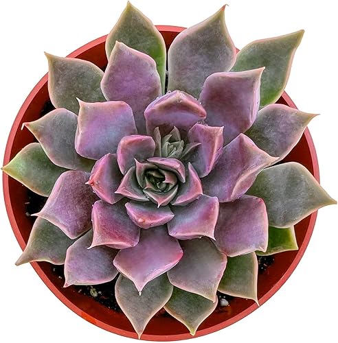 Miniatura 2 de Suculentas vivas de 4 pulgadas Echeveria 'Mensa', plantas suculentas totalmente arraigadas, para bricolaje, decoración de oficina en casa, regalo de