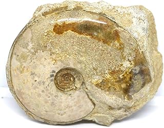 Ammonite Fossil Jurassic Great Britain #16632