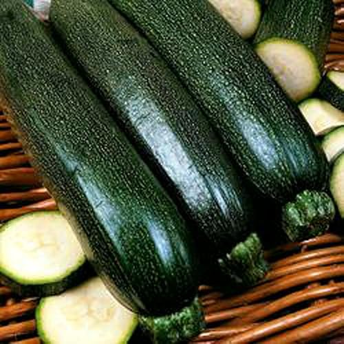 SQUASH squash de largo verde oscuro semillas Heirloom orgánico 20semillas Non OMG