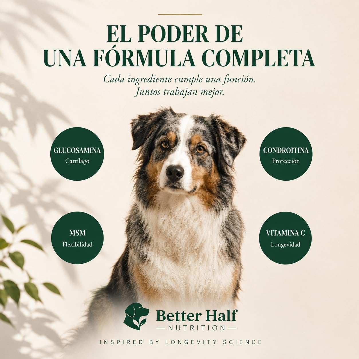 Condroprotectores Perros Masticable | Glucosamina, Condroitina, MSM y Colágeno | 120 Snacks Blandos para Articulaciones y Cadera | Move by Better Half Nutrition | Hecho en Europa | GMP+