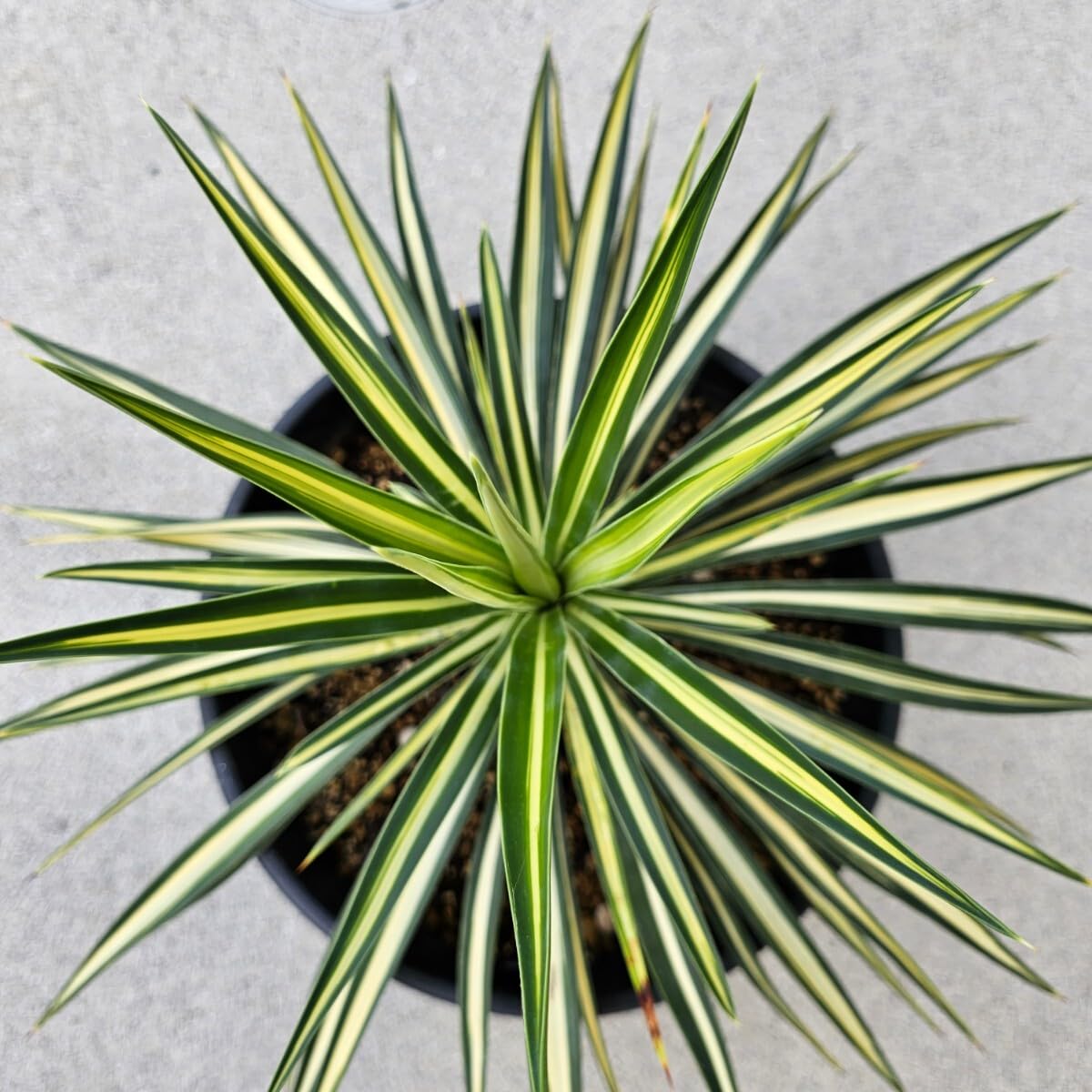 Amazon|幹立ちユッカ アロイフォリア メディオピクタ 中斑 Amazon|幹立ちユッカ アロイフォリア メディオピクタ 中斑