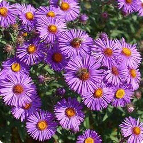 Miniatura 2 de New England Aster Seeds - Alrededor de 100 semillas