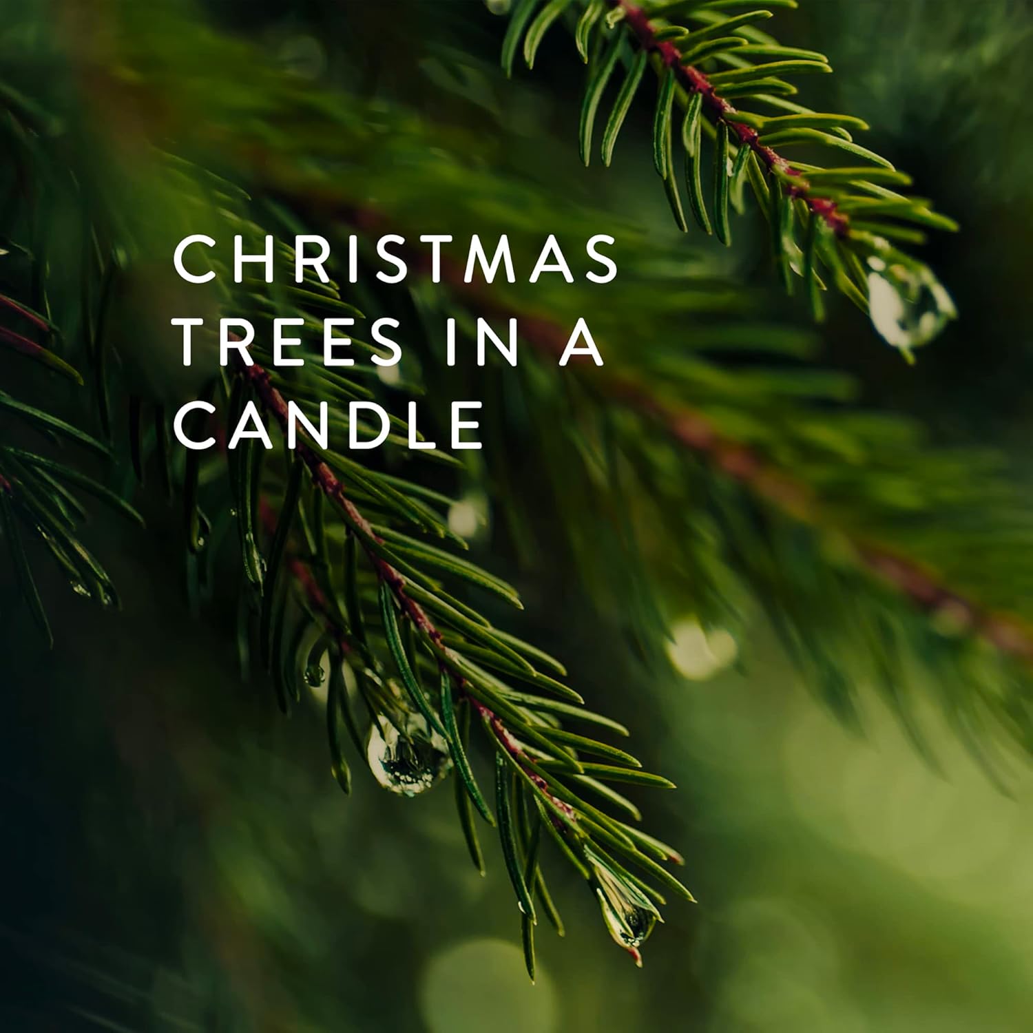 Thymes Frasier Fir Candles - Statement Collection - Silver with Pine Needle Design - Scented Candles for Home Decor - Notes of Siberian Fir Needles, Cedarwood & Sandalwood - Large 4 Wick (40 oz)