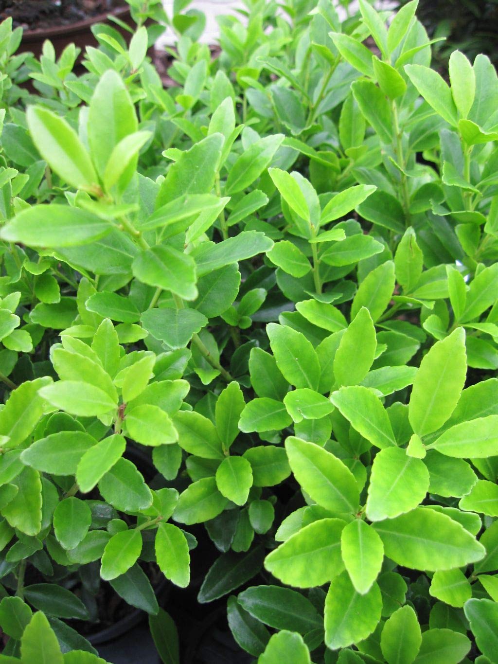 zimmerpflanze bestellen Radermachera Hainanensis – 190 cm Zimmerpflanze kaufen – Luna's Leaf Co main image 0