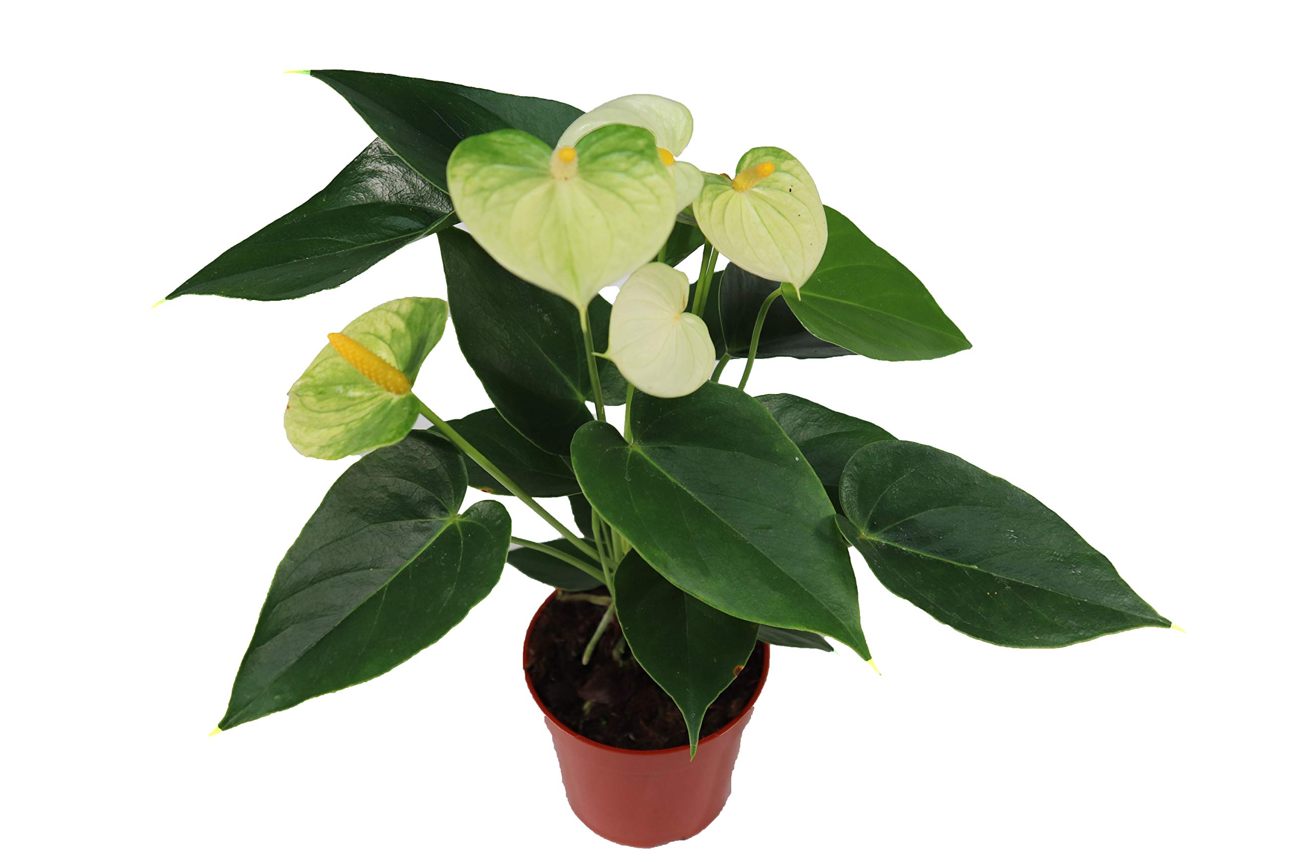 White Anthurium – 4 from California Tropicals