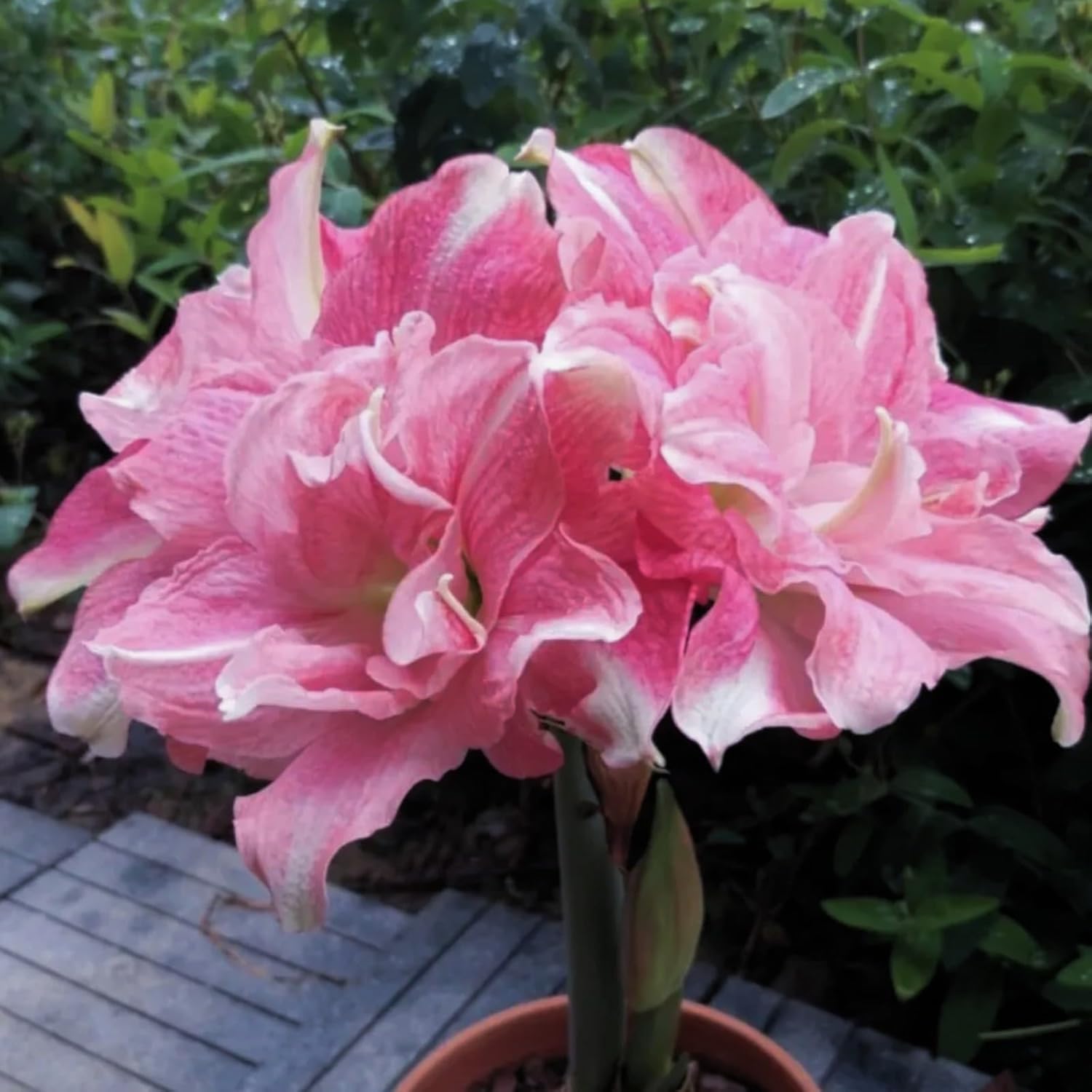 Amaryllis Bulbs Bulk,Amaryllis Bulbs for Sale,Amaryllis