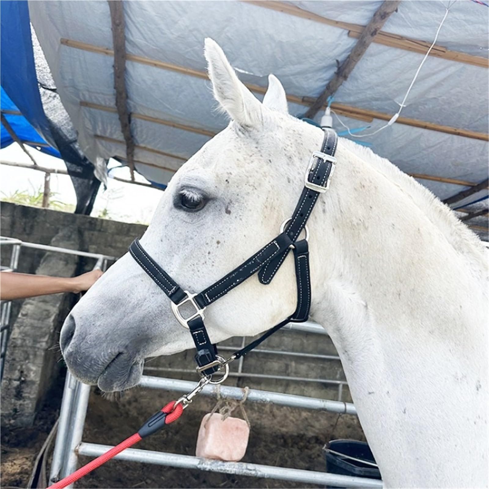 Pferde Zügel Pferdezaumseil Reitausrüstung Faserpferdezaumseil Kleines und kurzes Pferdegeschirr Zubehör Zügel