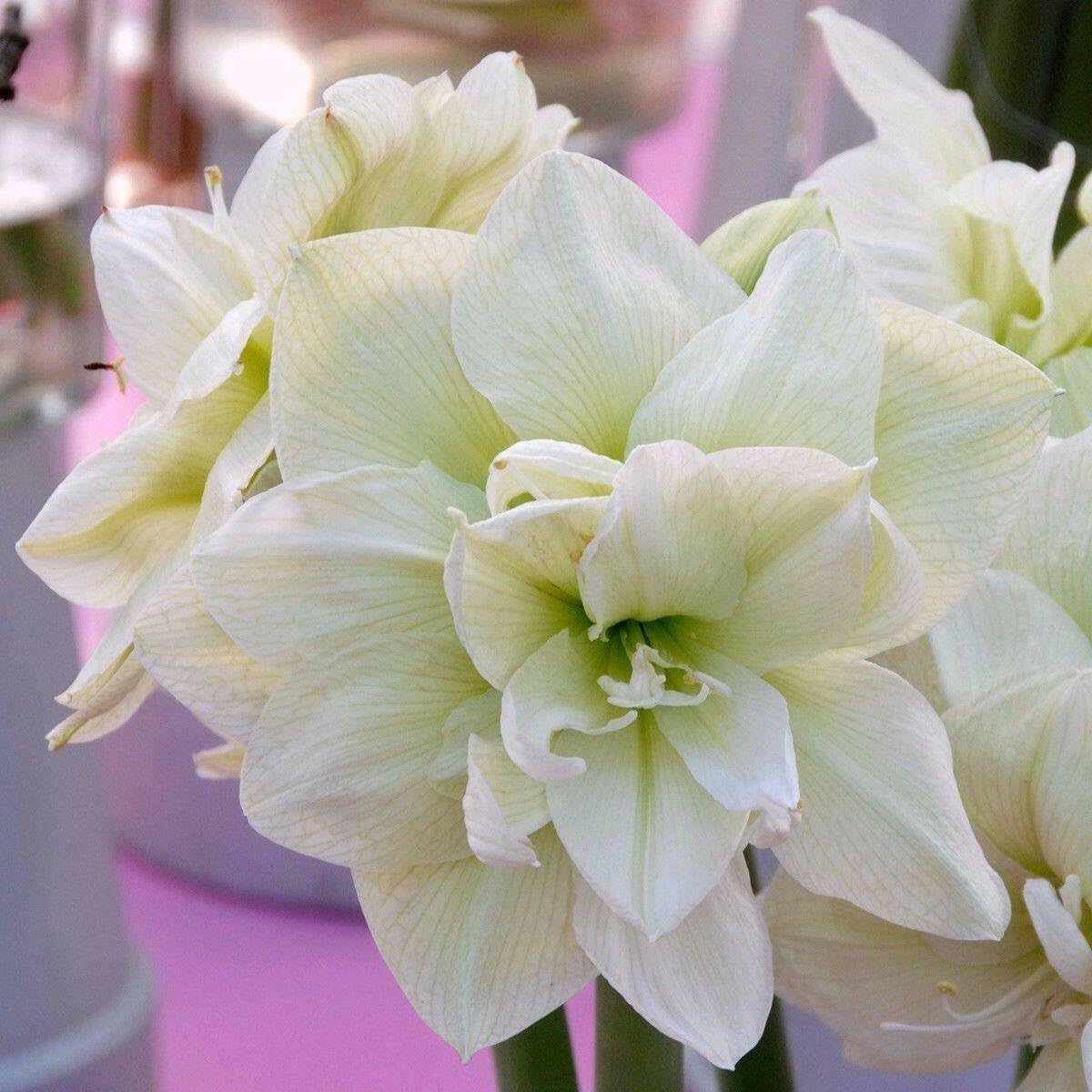 Flora Seeds Amaryllis Lily Double White Hybrid Variety Fresh Pack of 7 Bulbs | Imported Flower Bulbs By FLORA SEEDS
