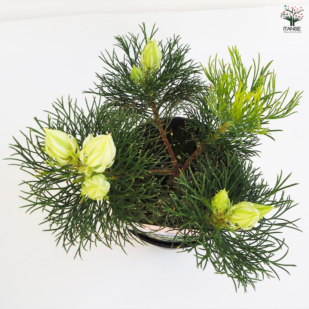 Amazon.co.jp: ITANSE ジョーイセルリア ブラッシングブライト 5