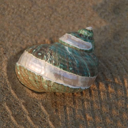 Miniatura 6 de COYOUCO Concha grande de caracola, conchas naturales para pecera de cangrejo ermitaño, decoración de boda, fiesta temática de playa, decoración del