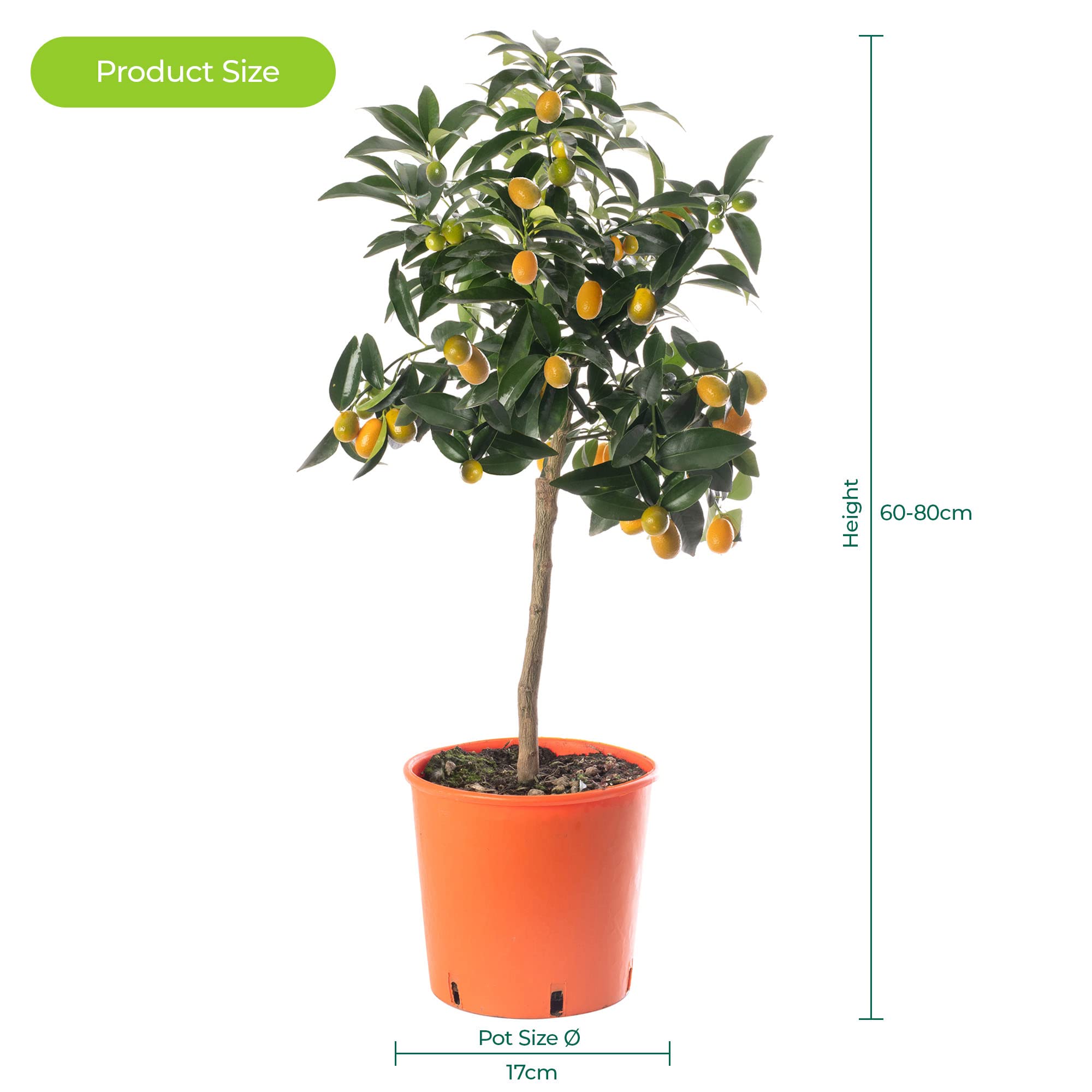 Grand arbre de kumquat citronné, cultivez vos propres fruits à la maison en intérieur ou en extérieur. Jardin.
