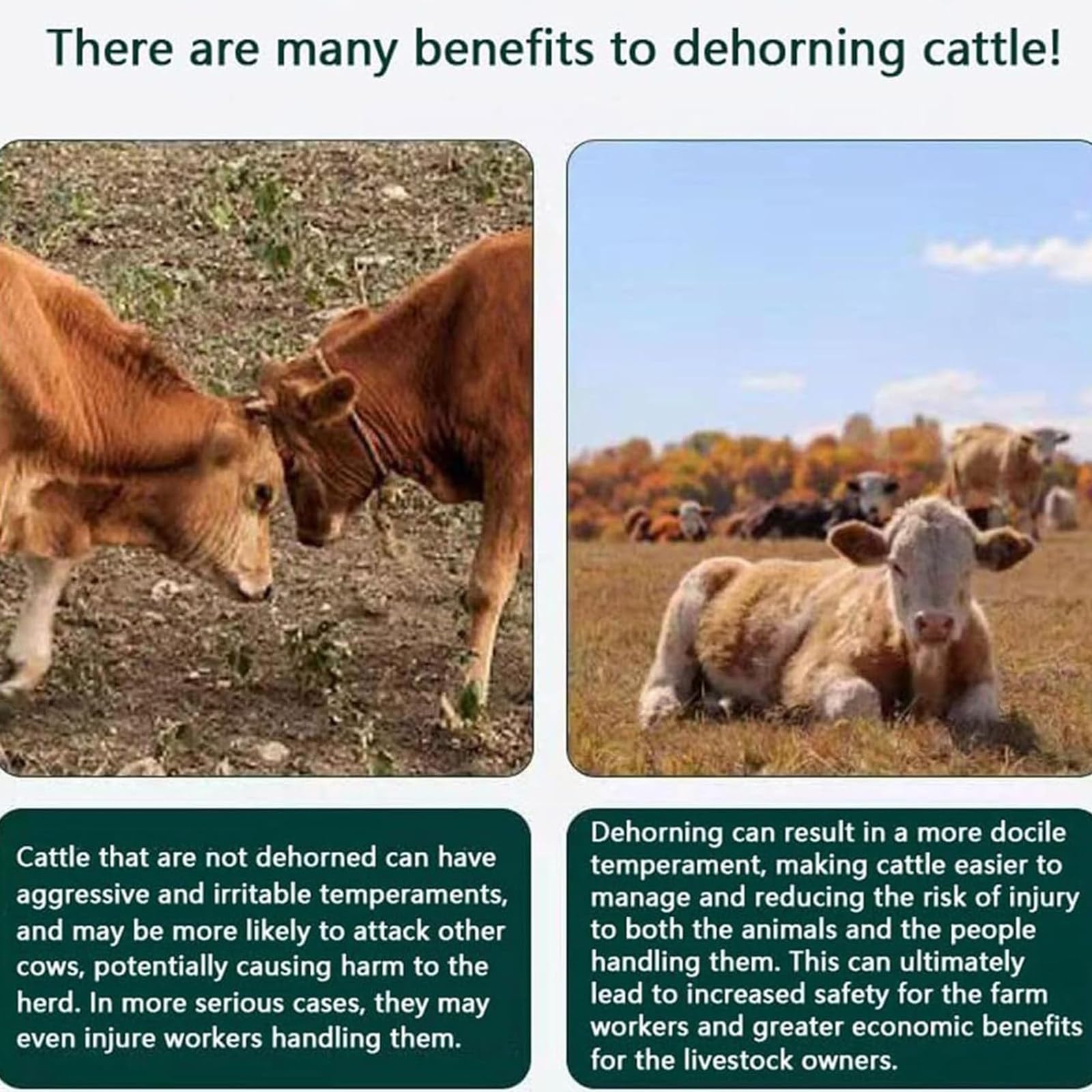 Decornatore Elettrico, decornatore agnelli e vitelli, Strumento decornare bovini e agnelli, Potenza Grande capacità, Attrezzature agricole e Attrezzi per l'allevamento del Bestiame
