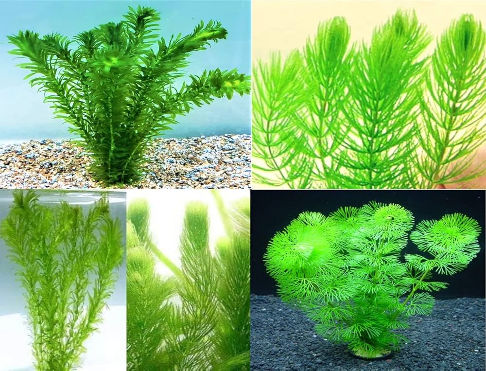 『マツモ ( 金魚藻 ) 』 1000g 1000MTM002 マツモ ( 金魚藻 ) 』 1000g 1000MTM002