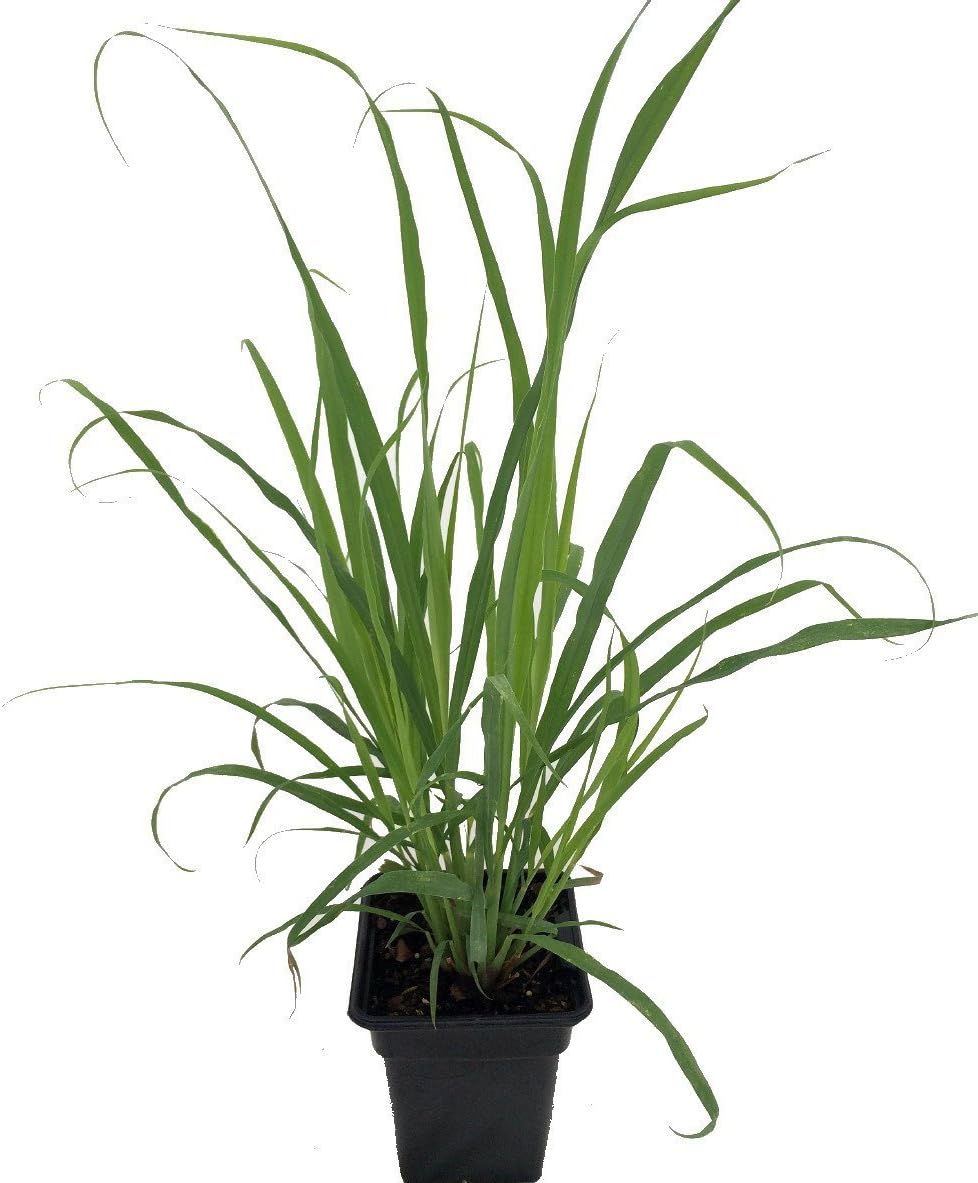 Ohio Grown Lemon Grass Plant - Cymbopogon - Also Repels Mosquitos - 4" Pot