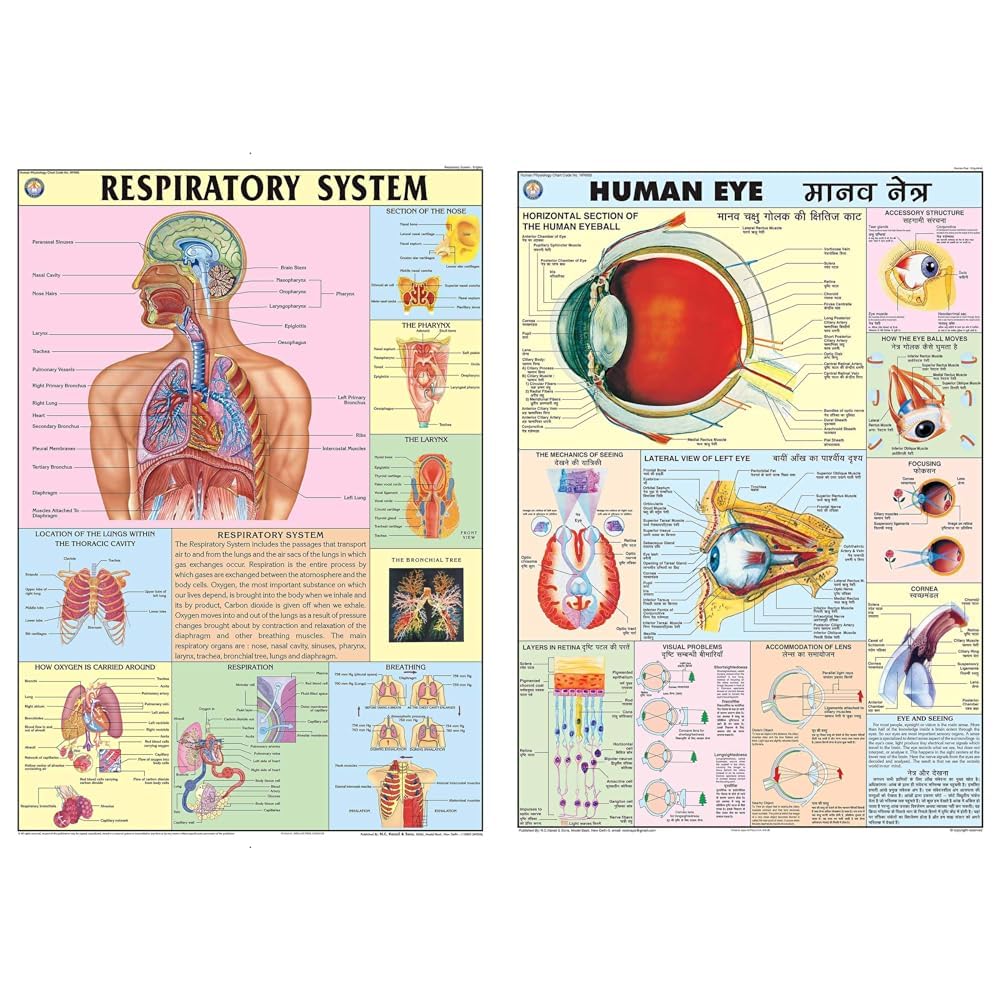 HP09S | TeachingNest | The Respiratory System Chart 70x100 cm | English | Human Physiology Chart & HPM06 | TeachingNest | Eye Chart 70x100 cm | English & Hindi Combined