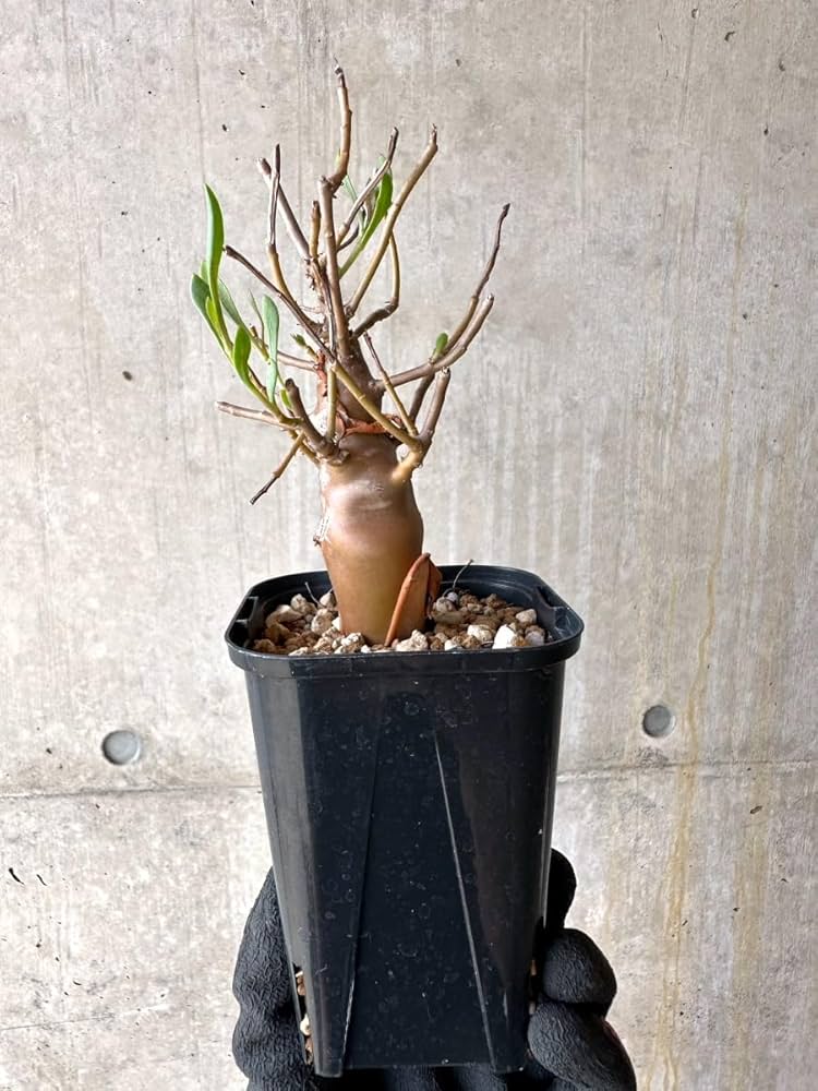 Amazon｜【現品限り】オトンナ・マクロスペルマ【J17】 Othonna