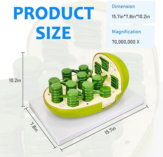 JNMFTD Chloroplast Model,Enlarged Lab Organelles Cut Away Section to Reveal Internal Structures hylakoid Stroma Amela Granum PVC Base for Science Classroom Study Display Teaching Medical Offices
