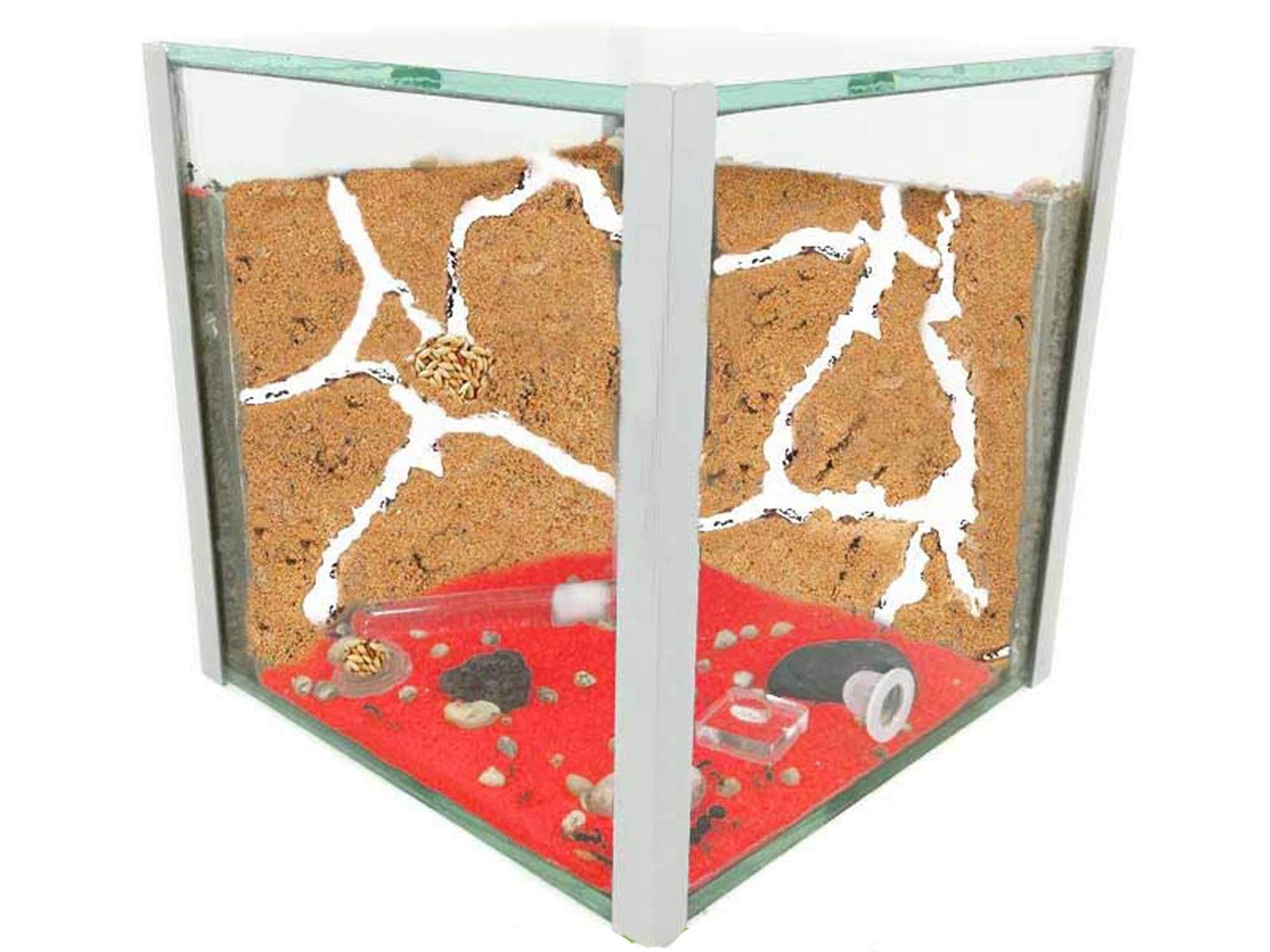 Kit formicaio secchio di sabbia naturale 15x15x15 vetro - con formiche incluse. 20-30 formiche.