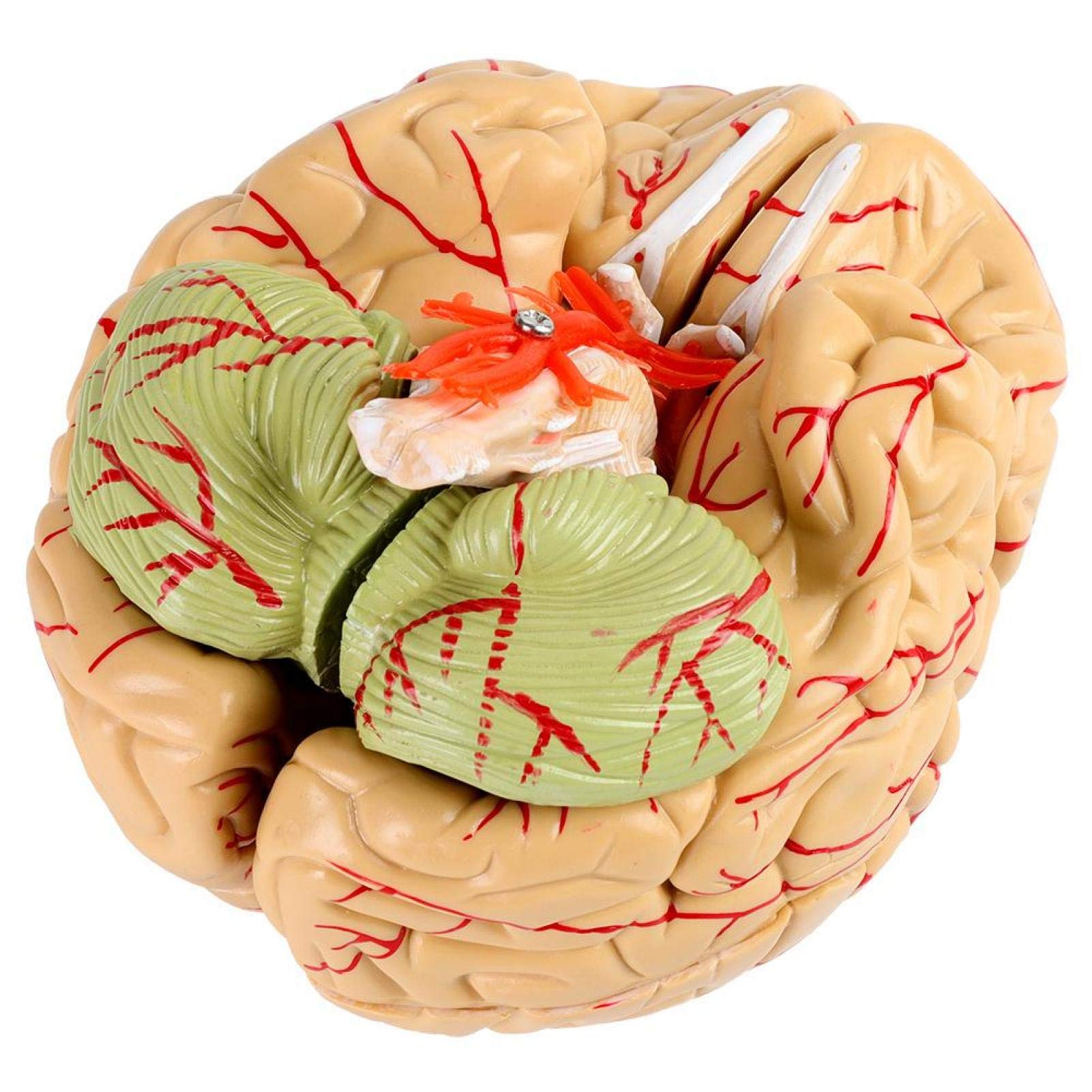 Buy Brains Models, Arterial Supply 8Parts Brain Arteries Model for