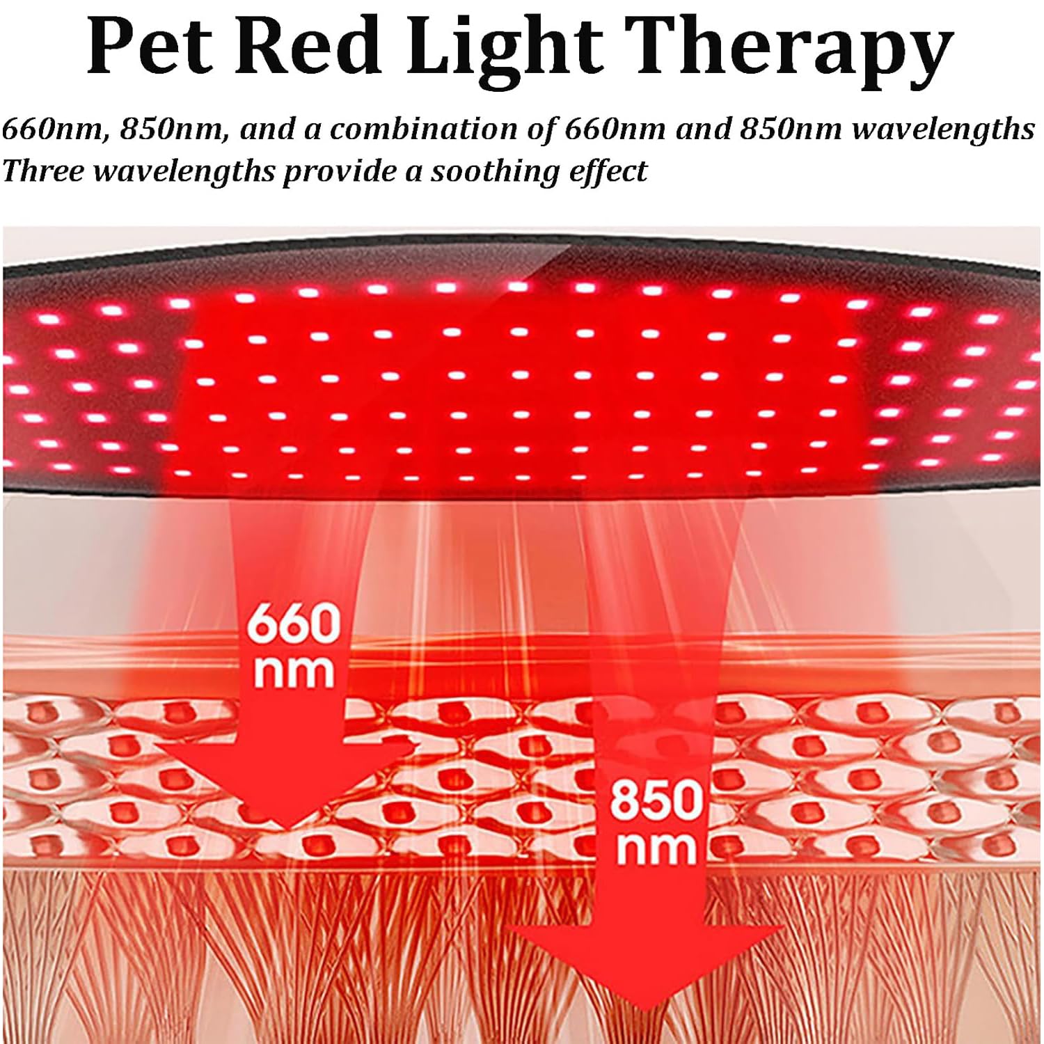 Cinturón De Terapia De Luz Roja para Mascotas, Dispositivo De Sanación por Infrarrojos De 660 NM Y 850 NM para Todos Los Perros Y Gatos, Control Mediante Panel Táctil, Seguro Y No Invasivo