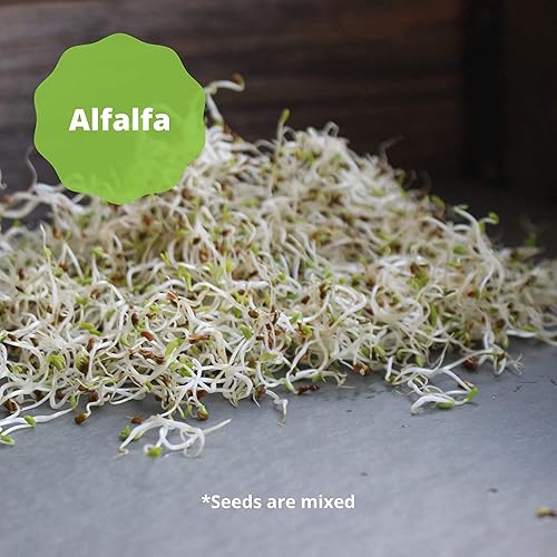 Miniatura 6 de Handy Pantry 3 piezas de mezcla de semillas de ensalada de germinación certificado orgánico semillas de germinación rábano brócoli y alfalfa cocina