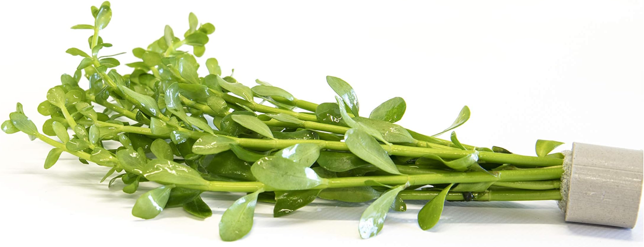 Lincolnshire Pond Plants Ltd Bacopa monniera - Tropical Aquarium Plants - Oxygenating Plant Aquarium, Fish Tank, Live Plants for aquascaping, Tropical Aquatic Plants.