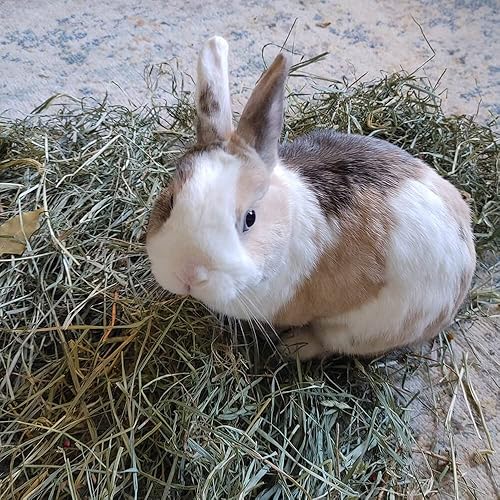 Miniatura 4 de Grandpa's Best Ensalada para mascotas pequeñas