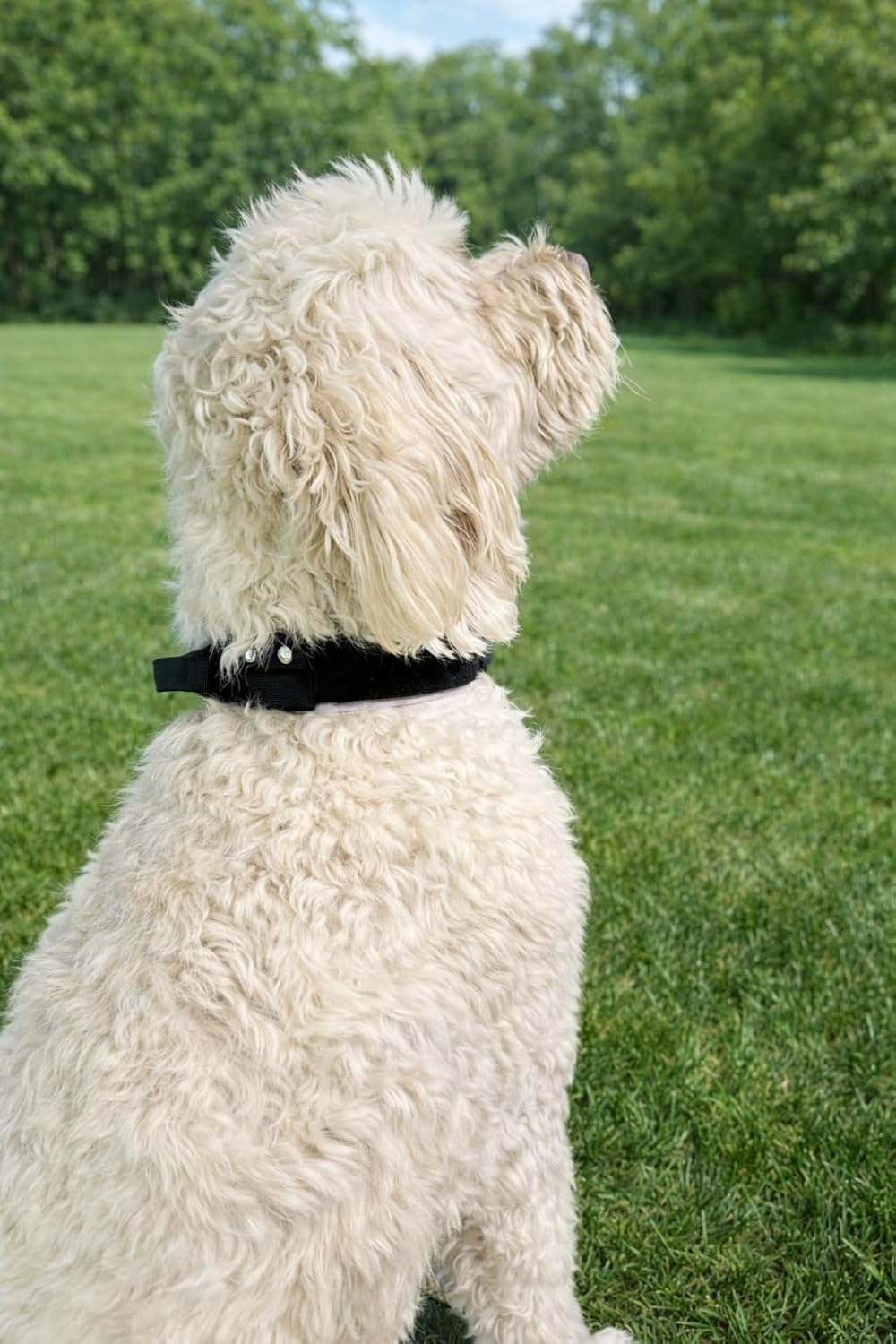 Tactical Dog Collar with AirTag Holder, Heavy Duty Nylon K9 Collar, Quick Release Metal Buckle, Waterproof Adjustable Collar for Small to Large Dogs (AirTag Not Included) (Medium)