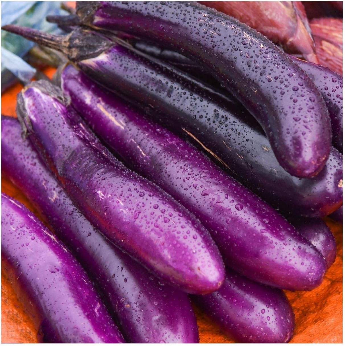 Everwilde Farms - 1/4 Lb Organic Long Purple Eggplant Seeds - Gold Vault