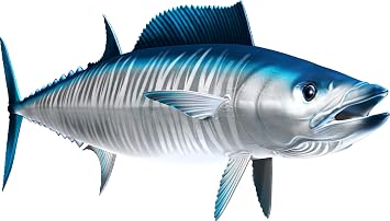 Wahoo Beautiful Fish Decal | Fishing Decal for Boat, Car, Vehicle, Truck Etc. | Waterproof Vinyl Sticker | Many Sizes & Styles Available | 12" to 40" by Digital Fish Art X-Large, Position 6