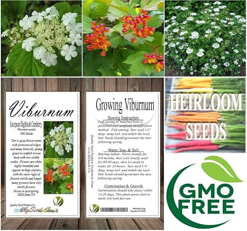 Viburnum opulus (European Cranberrybush, European Highbush Cranberry) Tree Seed, Creamy-White Flowers, red Berry-Like Fruits, You Choose The Quantity (1 Pack)