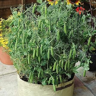 Pea 'Bingo' Seeds Hardy Vegetable Annual Garden Plants Easy to Grow Your Own Pea 'Bingo' 1 Packet of 100 Seeds by Thompson and Morgan