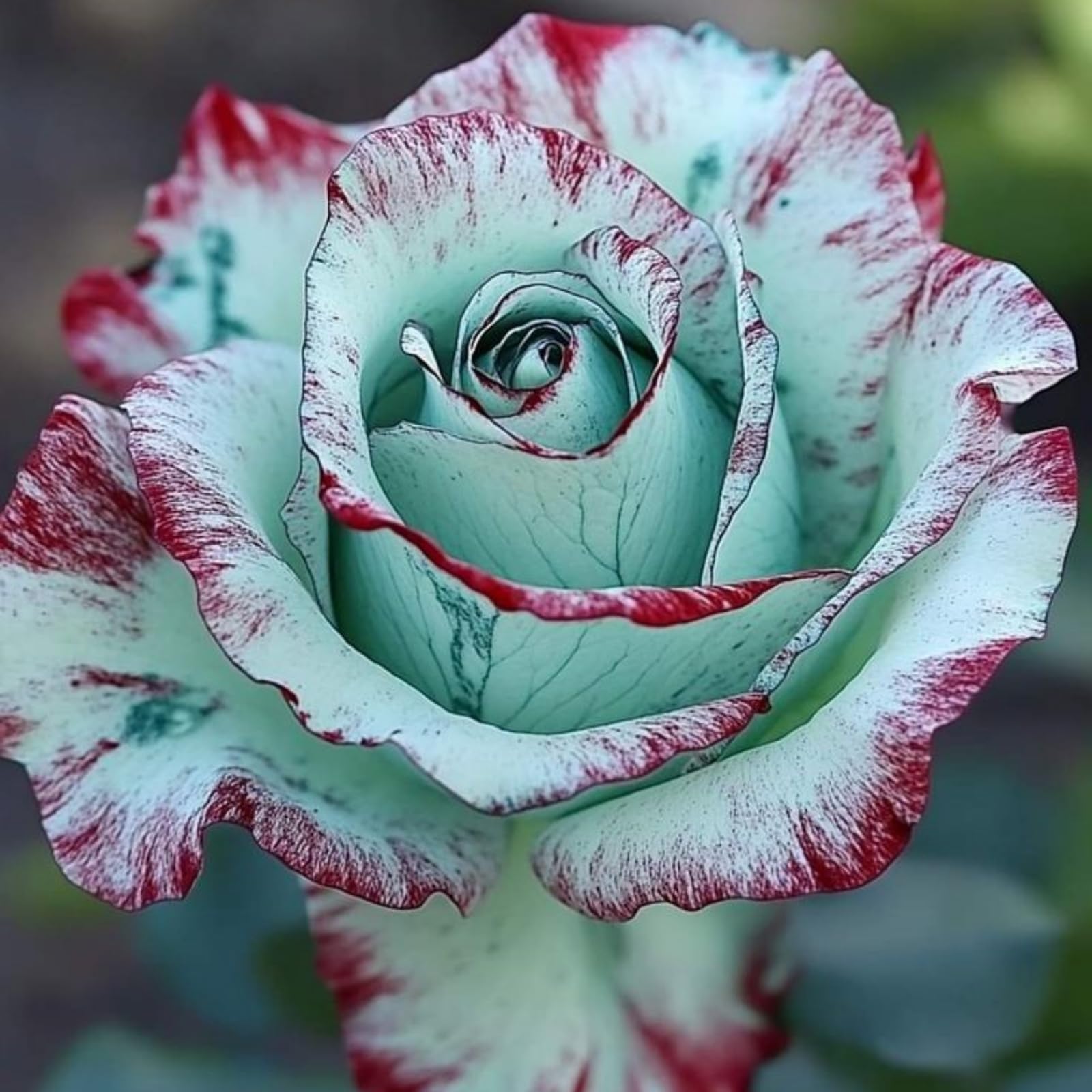 Perennial Fragrant Rose Rhizome,Rose Bulbs Plants Mix Color for Planting Now UK,Good for Garden,Rare Display-2Rhizome-E